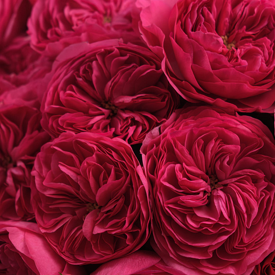 “Heartfelt Impulse” Mono Bouquet