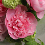 “Summer Kiss” Signature Bouquet