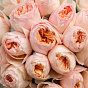“Peach Glow” Mono Bouquet