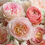 “Tender Memory” Bouquet