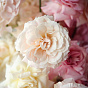 “Candyfloss” Flower Box