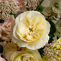 “Lemon Pie” Signature Bouquet