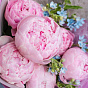 Peonies “Sarah Bernhardt” and Oxypetalum Bouquet