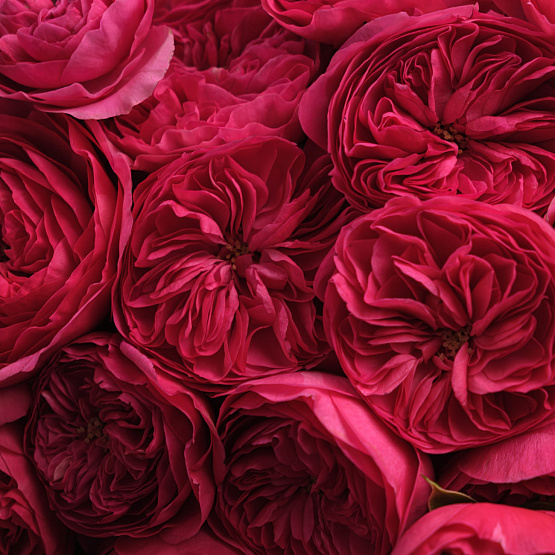 “Heartfelt Impulse” Mono Bouquet