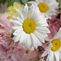 “Summer Kiss” Signature Bouquet